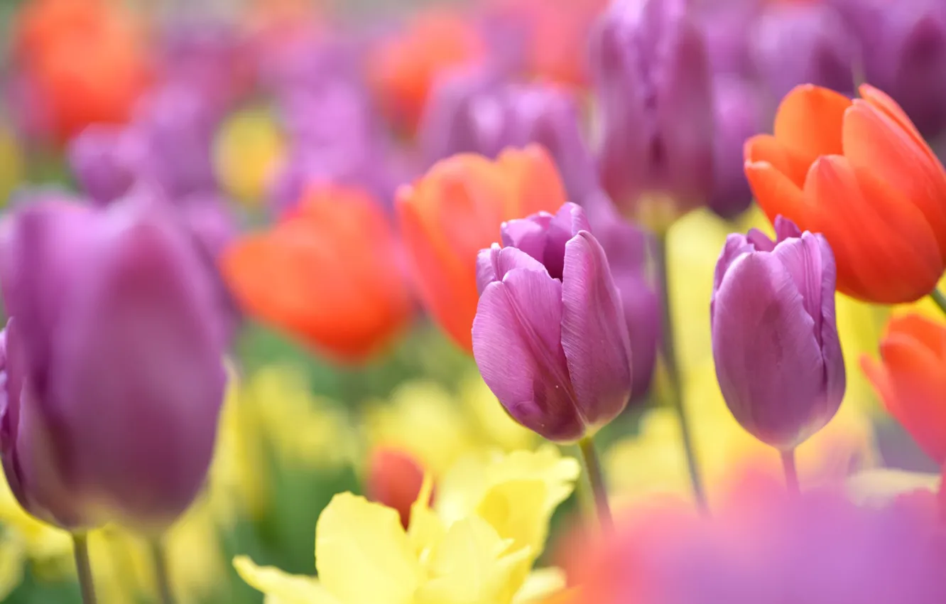 Photo wallpaper tulips, buds, a lot, bokeh