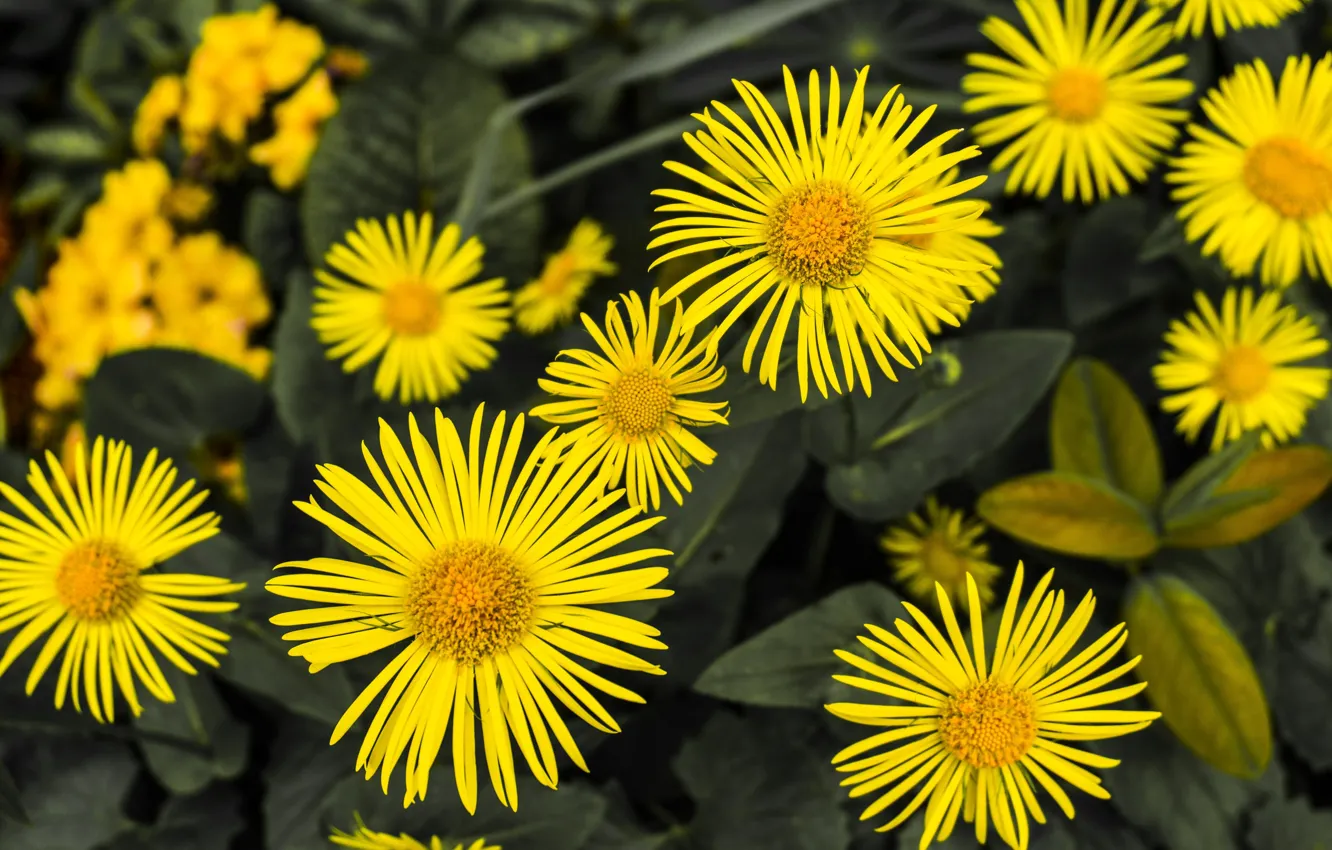 Photo wallpaper flowers, flower, bokeh, flora