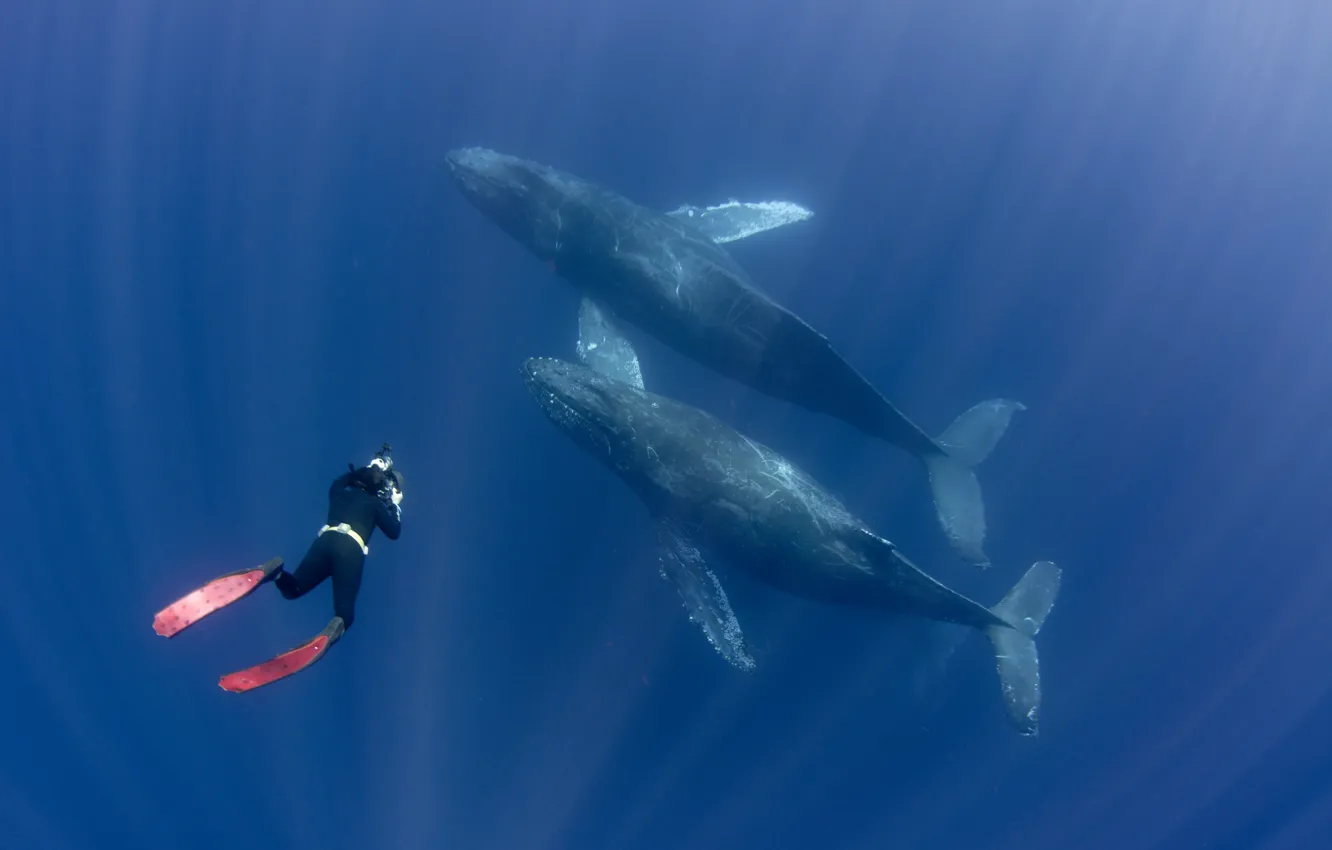 Photo wallpaper whales, diver, Fins