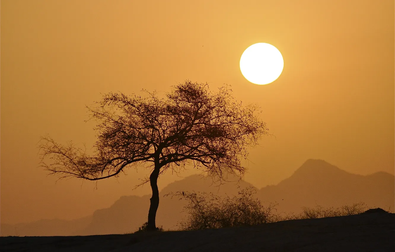 Photo wallpaper the sky, the sun, trees, sunset, mountains