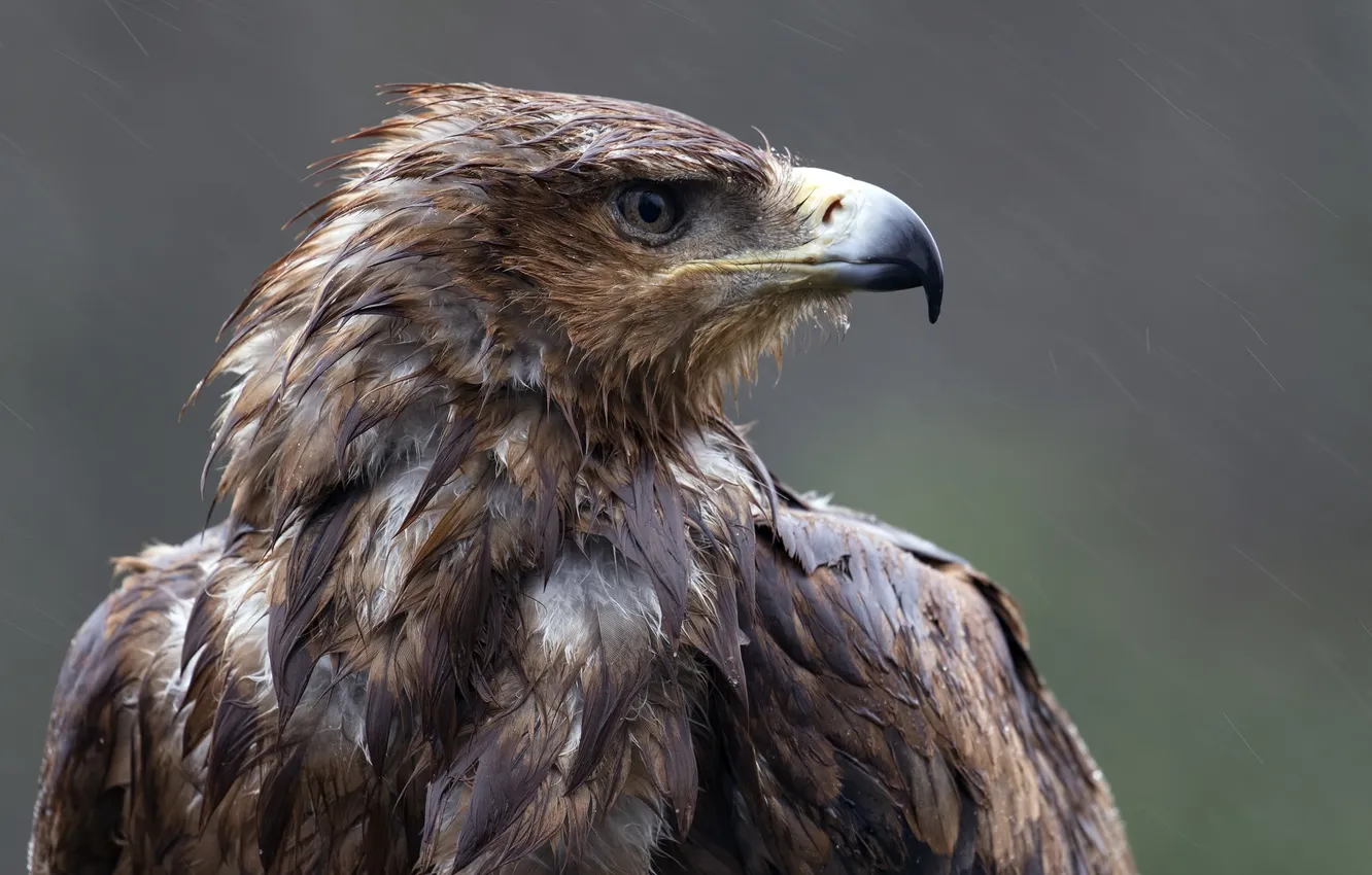 Photo wallpaper look, rain, bird, eagle, beak