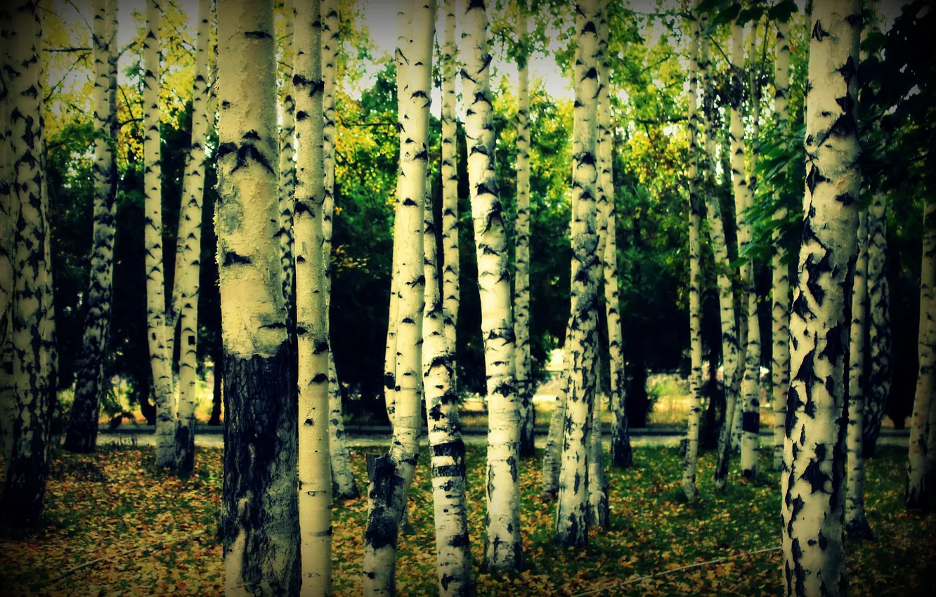 Photo wallpaper autumn, leaves, birch, grove