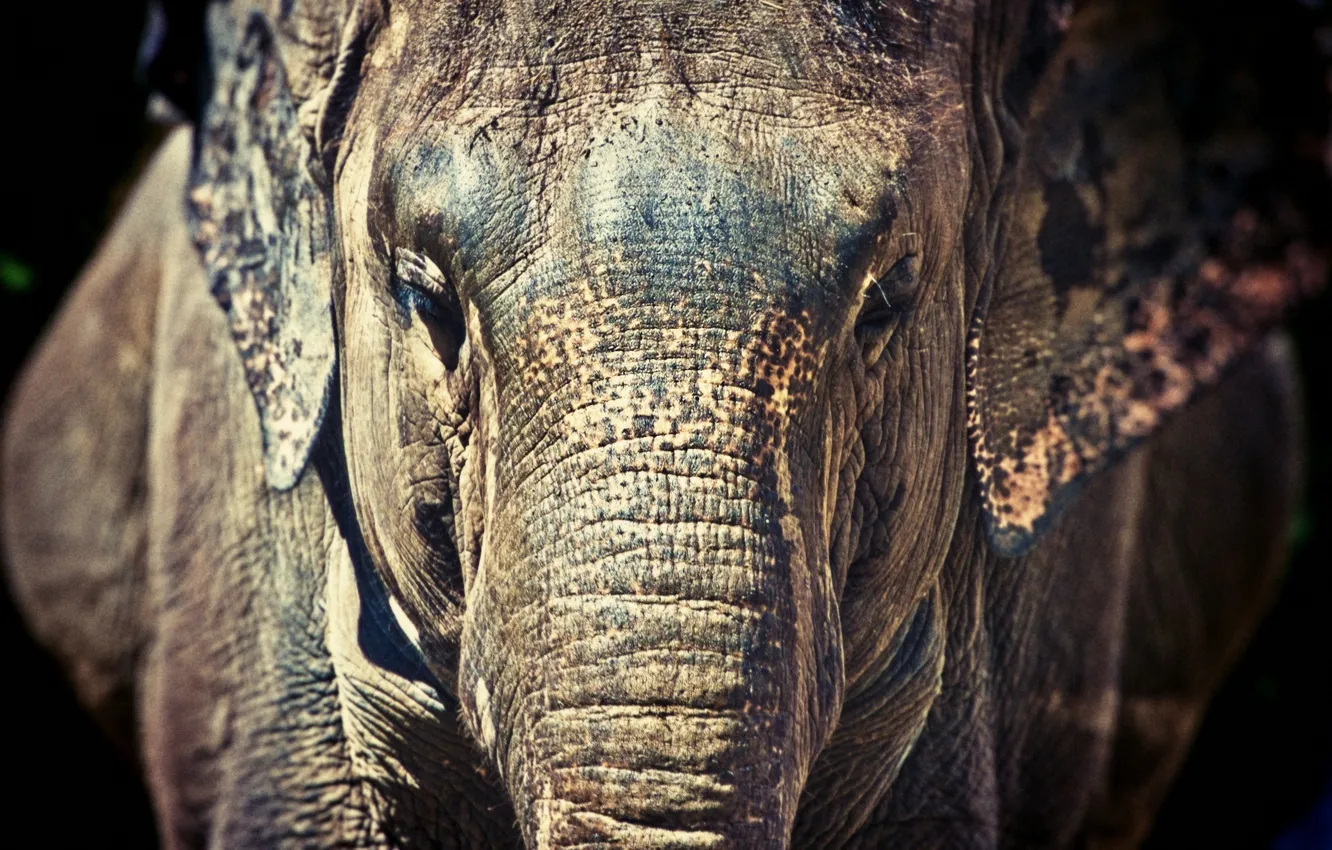 Photo wallpaper face, elephant, trunk