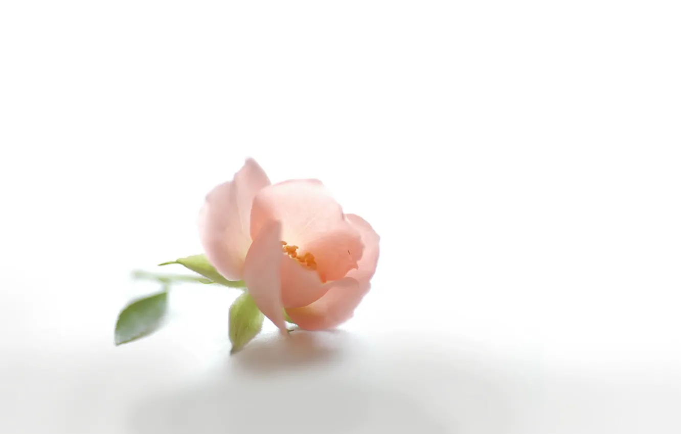 Photo wallpaper flower, pink, tenderness, petals, Bud, briar