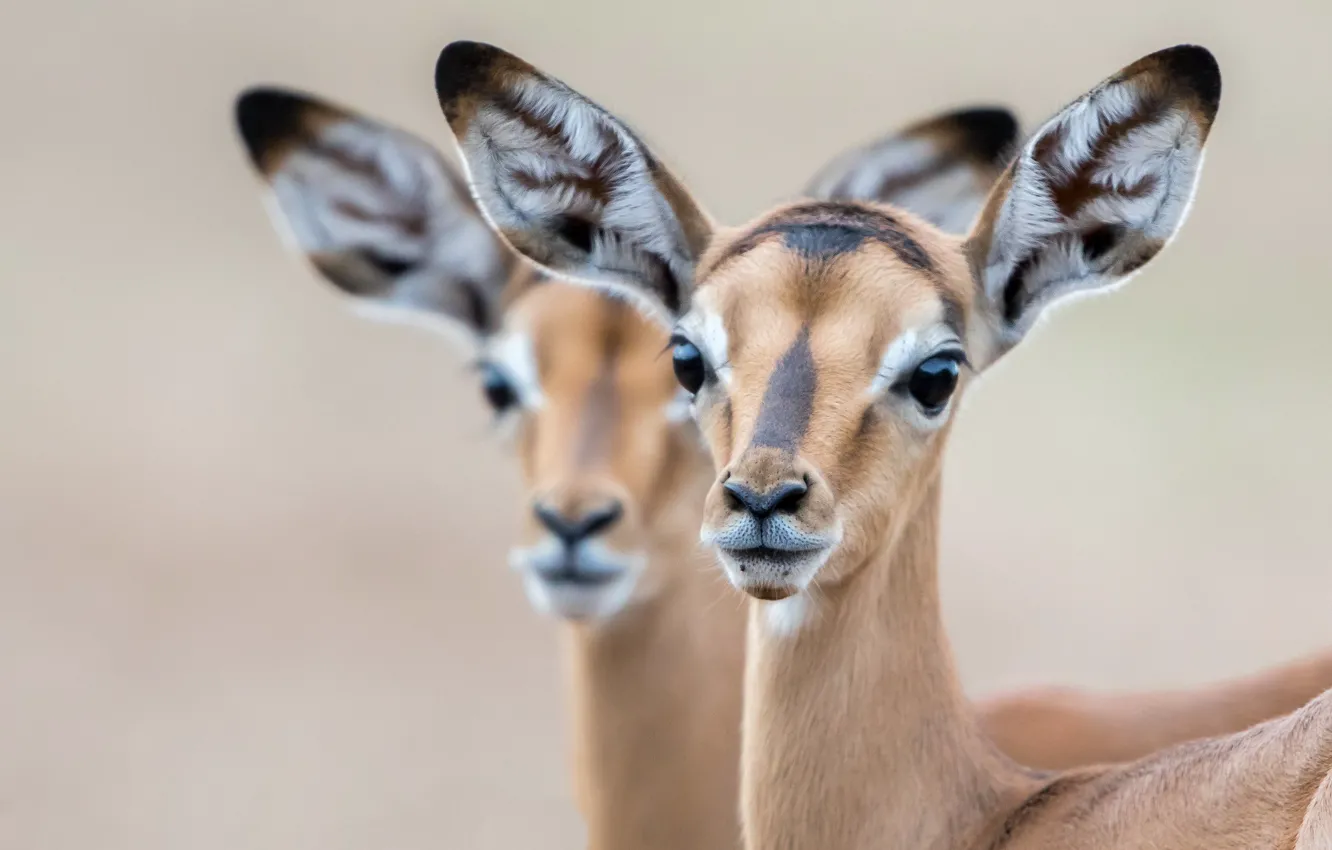 Photo wallpaper nature, background, Impala lambs