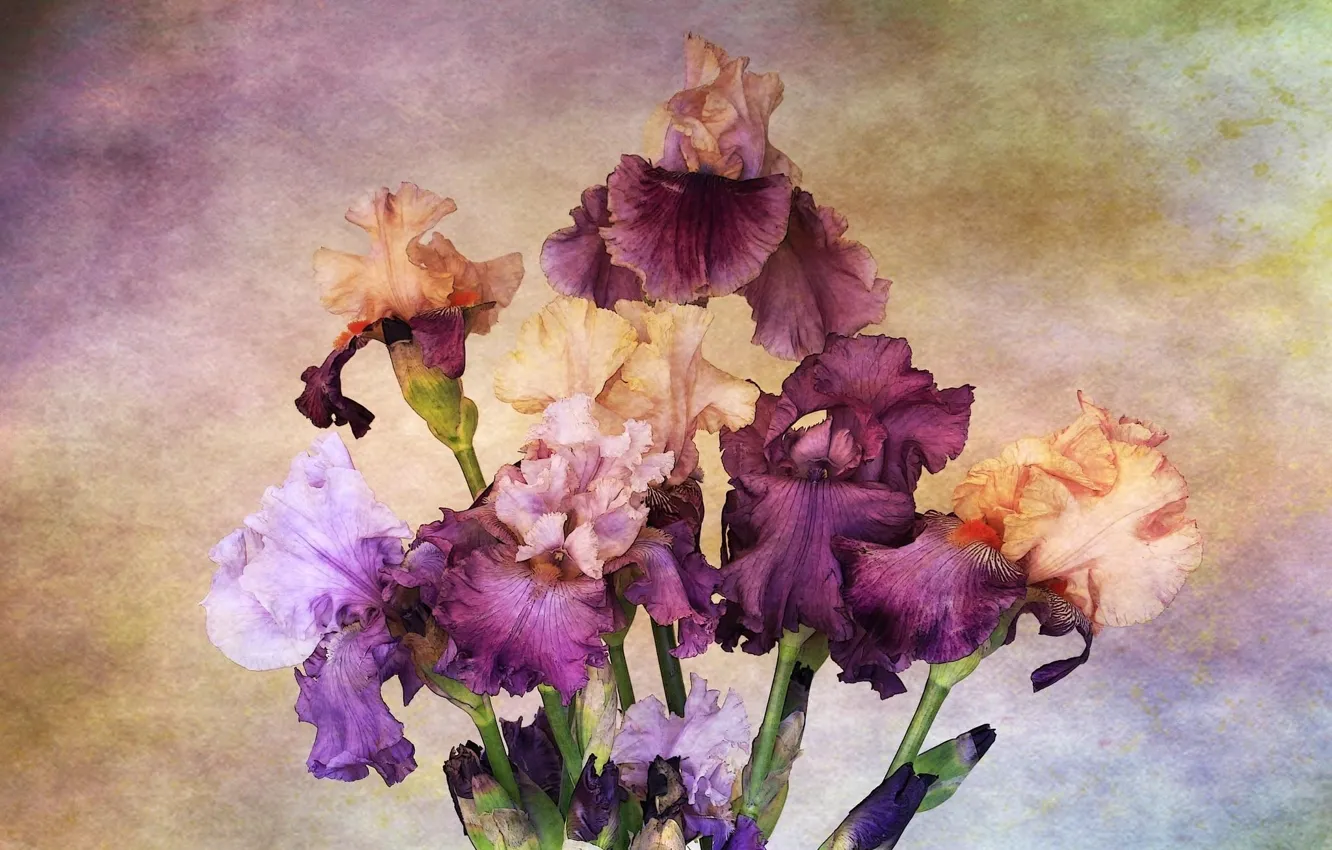 Photo wallpaper background, bouquet, irises