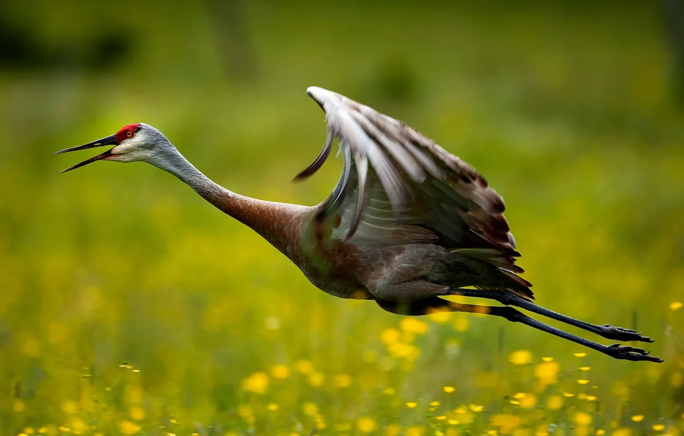 Photo wallpaper bird, beak, Canada, Ontario, neck, Sandhill crane