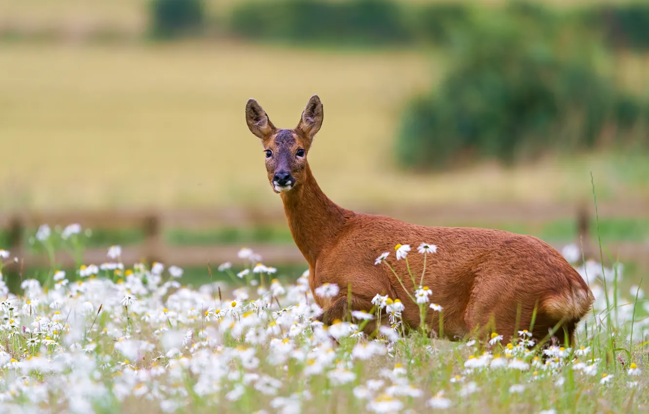 Photo wallpaper field, summer, flowers, nature, glade, chamomile, deer, ROE