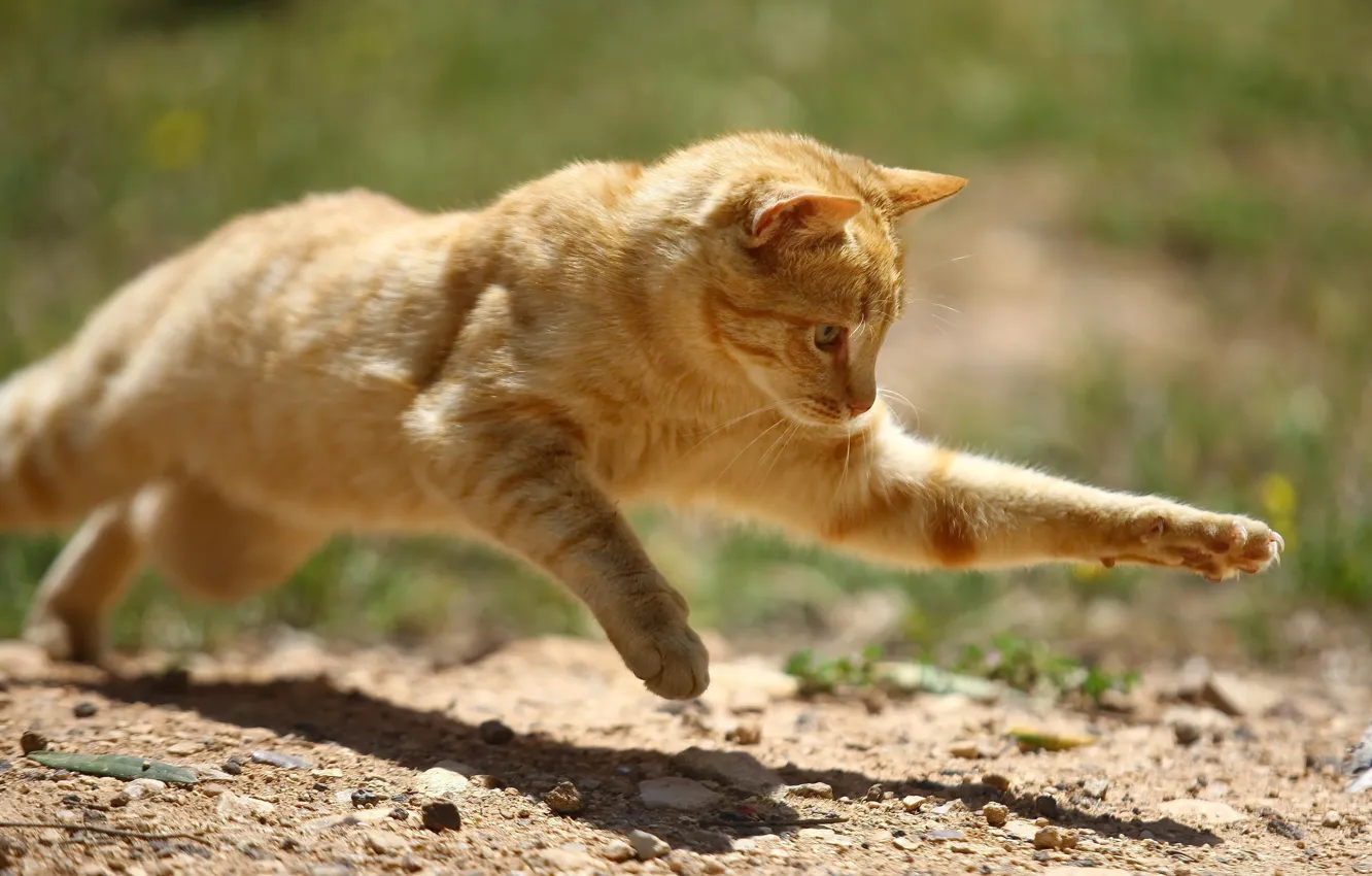 Photo wallpaper cat, cat, pose, jump, butterfly, red, hunter