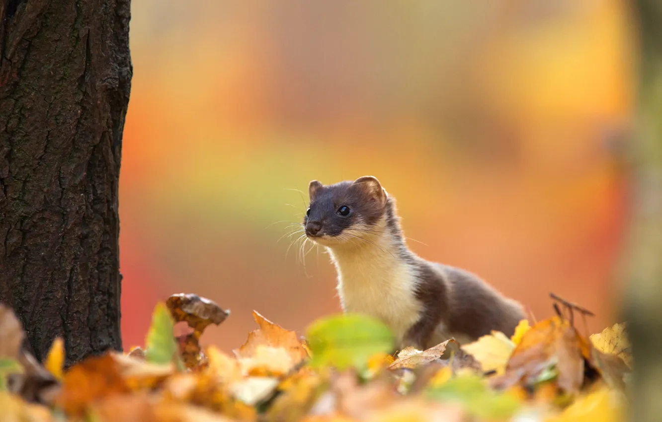 Photo wallpaper autumn, nature, face, marten