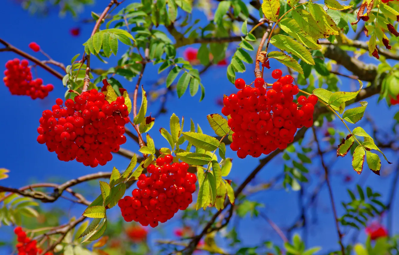 Photo wallpaper the sky, leaves, branches, berries, Rowan
