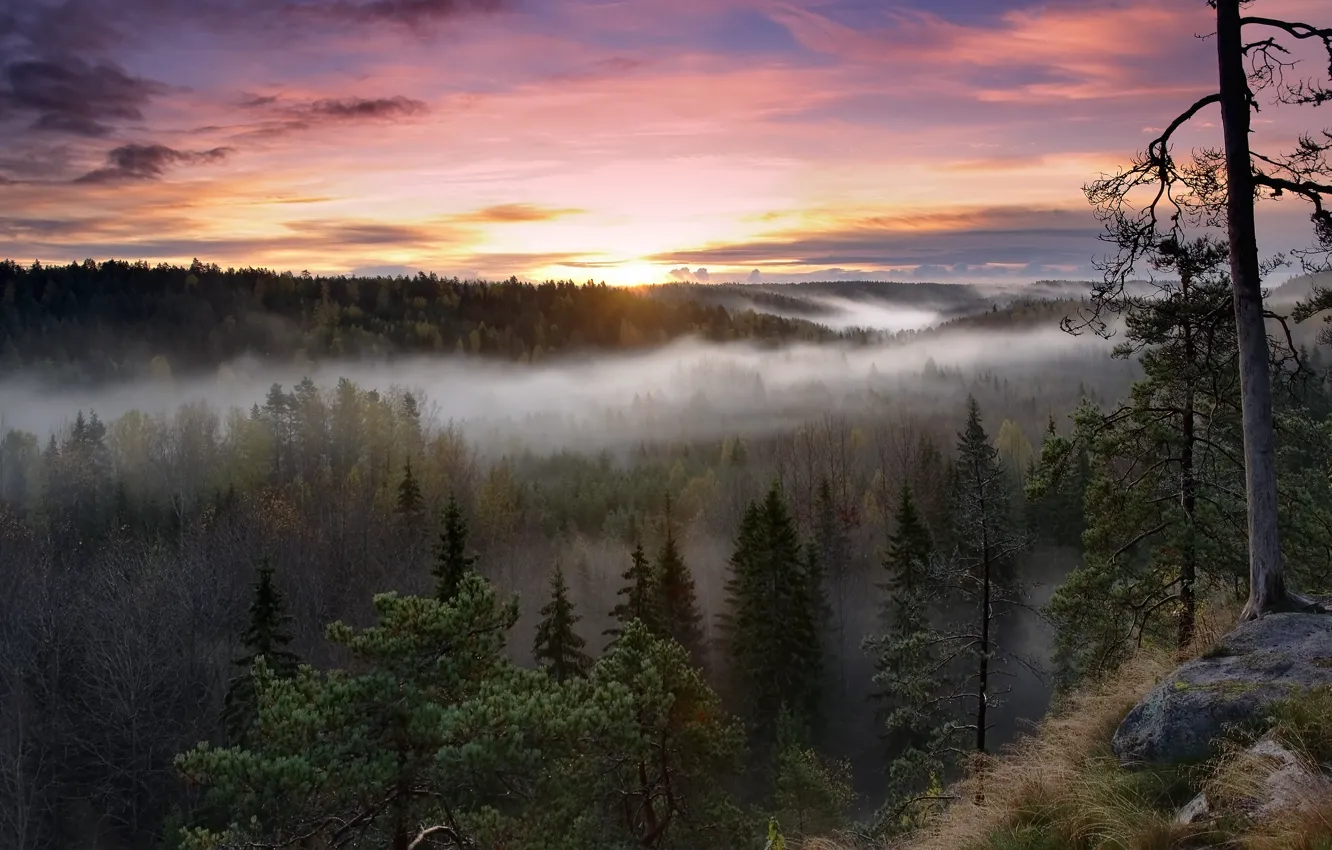 Photo wallpaper forest, trees, nature, fog, sunrise, morning, Finland, Finland