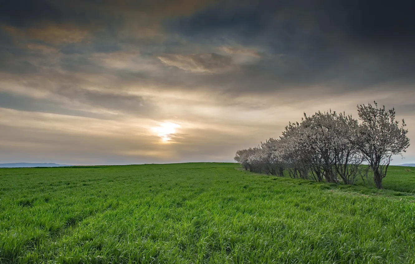 Photo wallpaper field, trees, the evening
