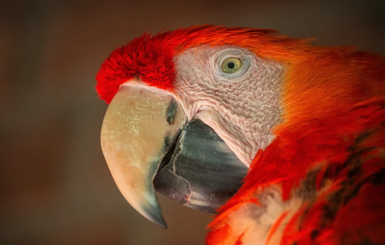 Photo wallpaper look, close-up, red, background, portrait, parrot, Ara