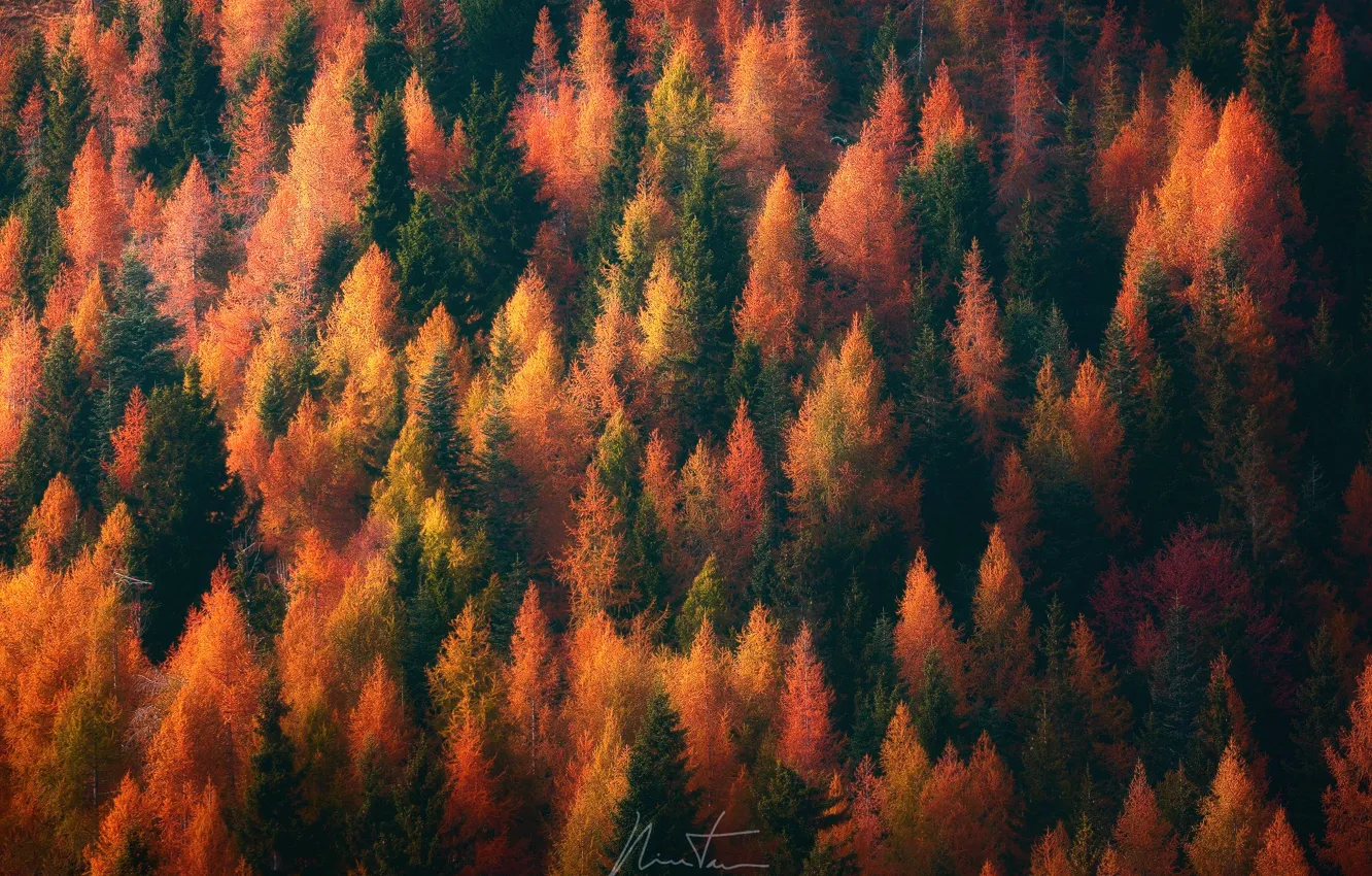 Photo wallpaper autumn, forest, trees, nature, paint