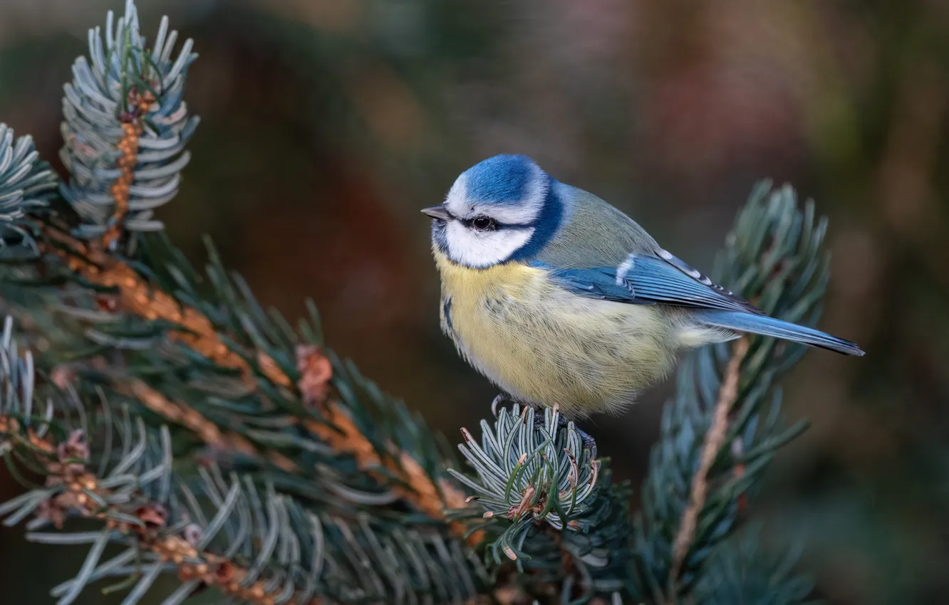 Photo wallpaper branches, bird, needles, tit
