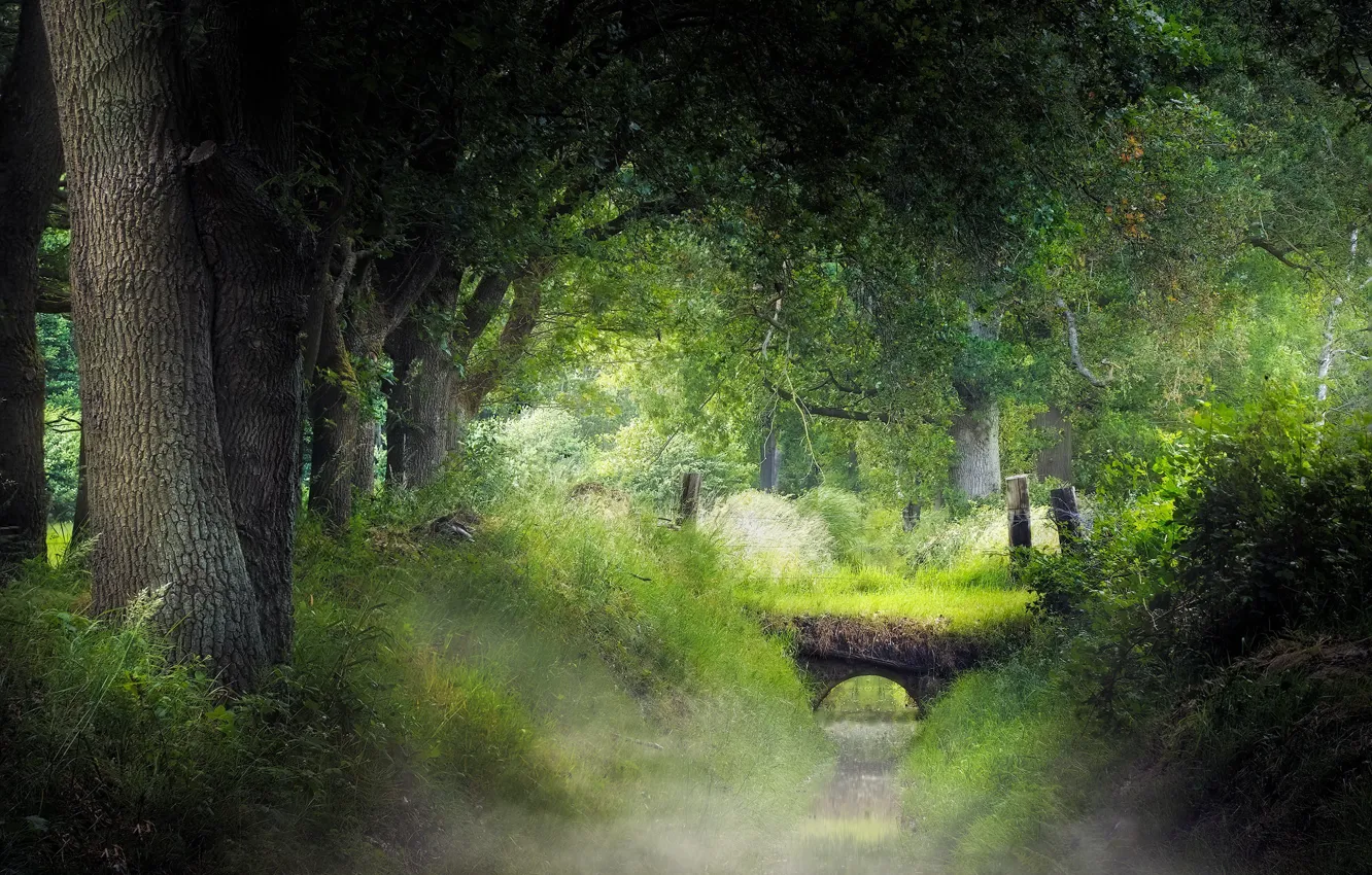 Photo wallpaper trees, fog, river