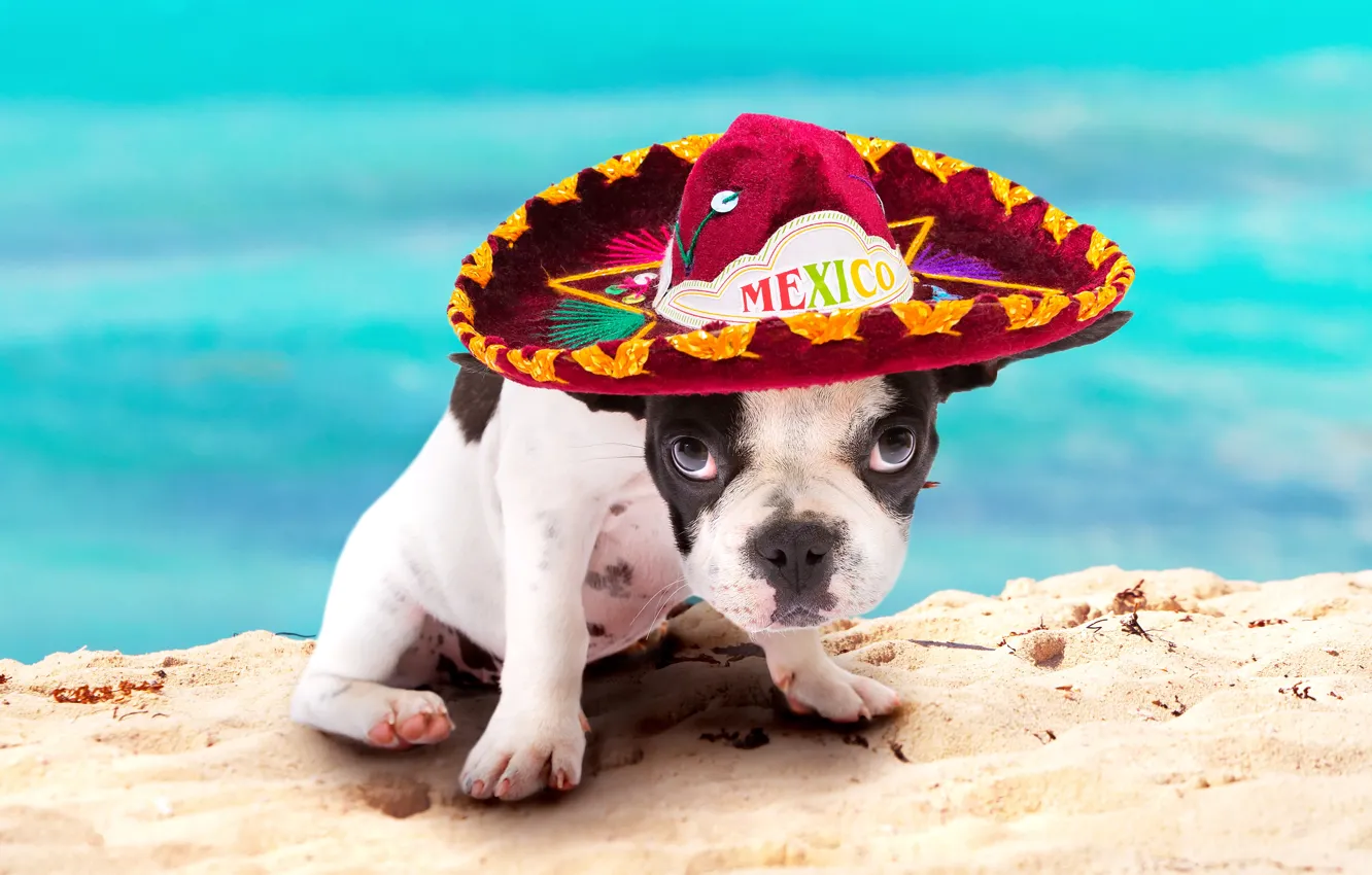 Photo wallpaper summer, dog, puppy, bokeh, French bulldog, sombrero, wallpaper., bulldog