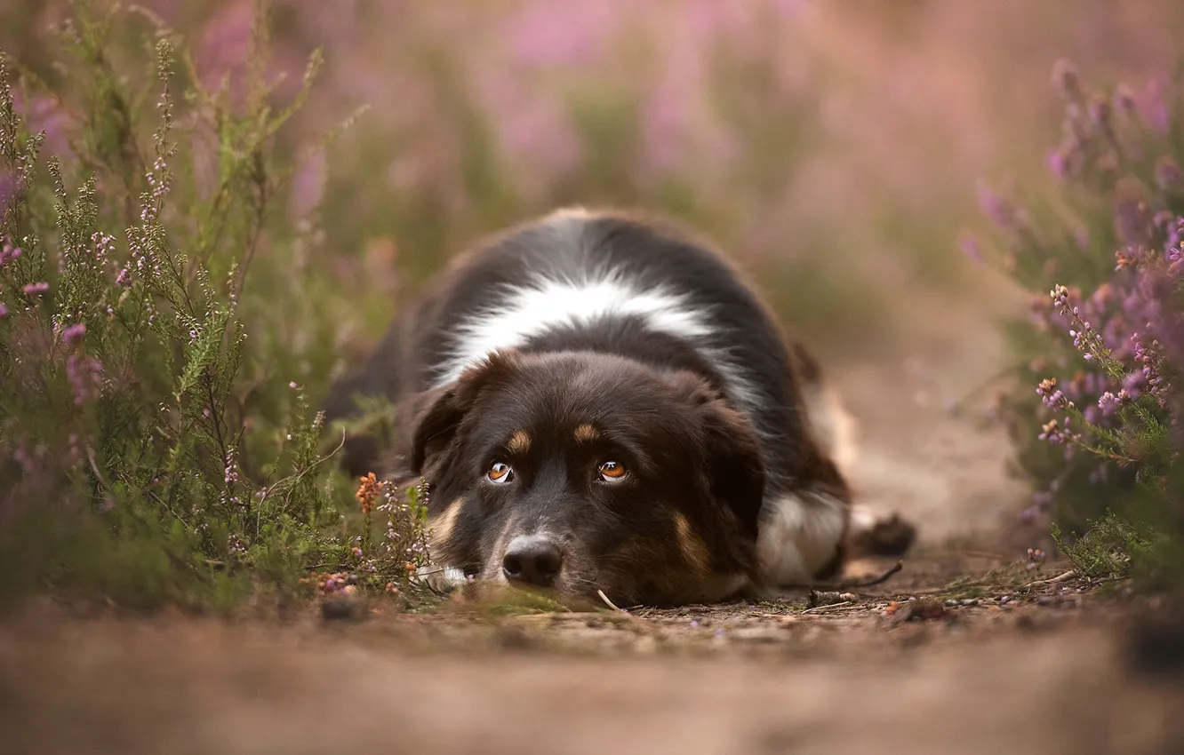 Photo wallpaper sadness, look, flowers, dog, lies, pink, path, bokeh