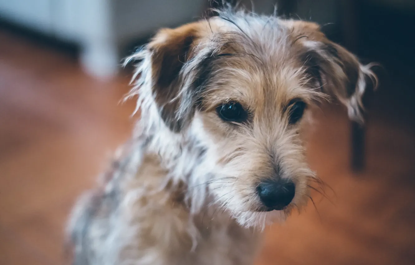 Photo wallpaper look, each, dog