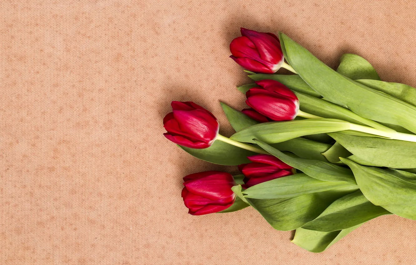 Photo wallpaper flowers, red, bouquet, tulips, red, flowers, tulips, spring