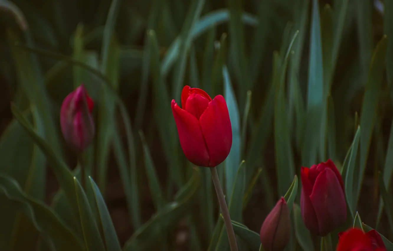 Photo wallpaper leaves, flowers, red, spring, tulips, flowerbed, dark background