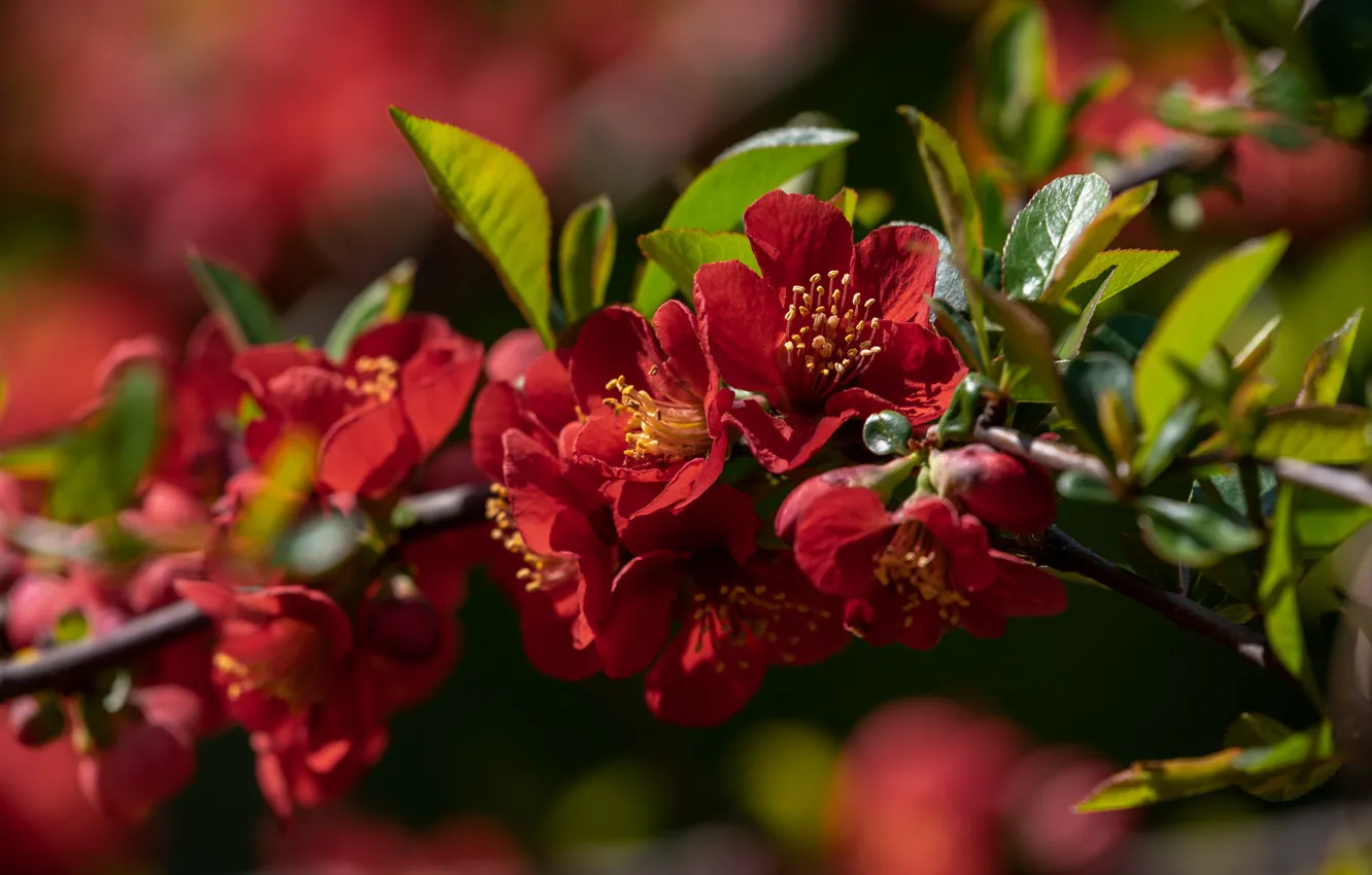 Photo wallpaper flowers, branch, spring, red, flowering, quince, in bloom, fruit tree