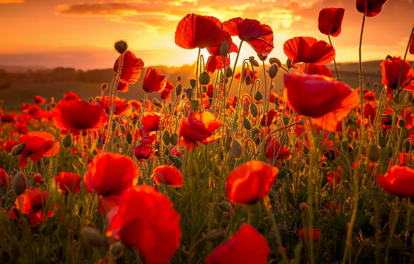 Photo wallpaper summer, sunset, Maki