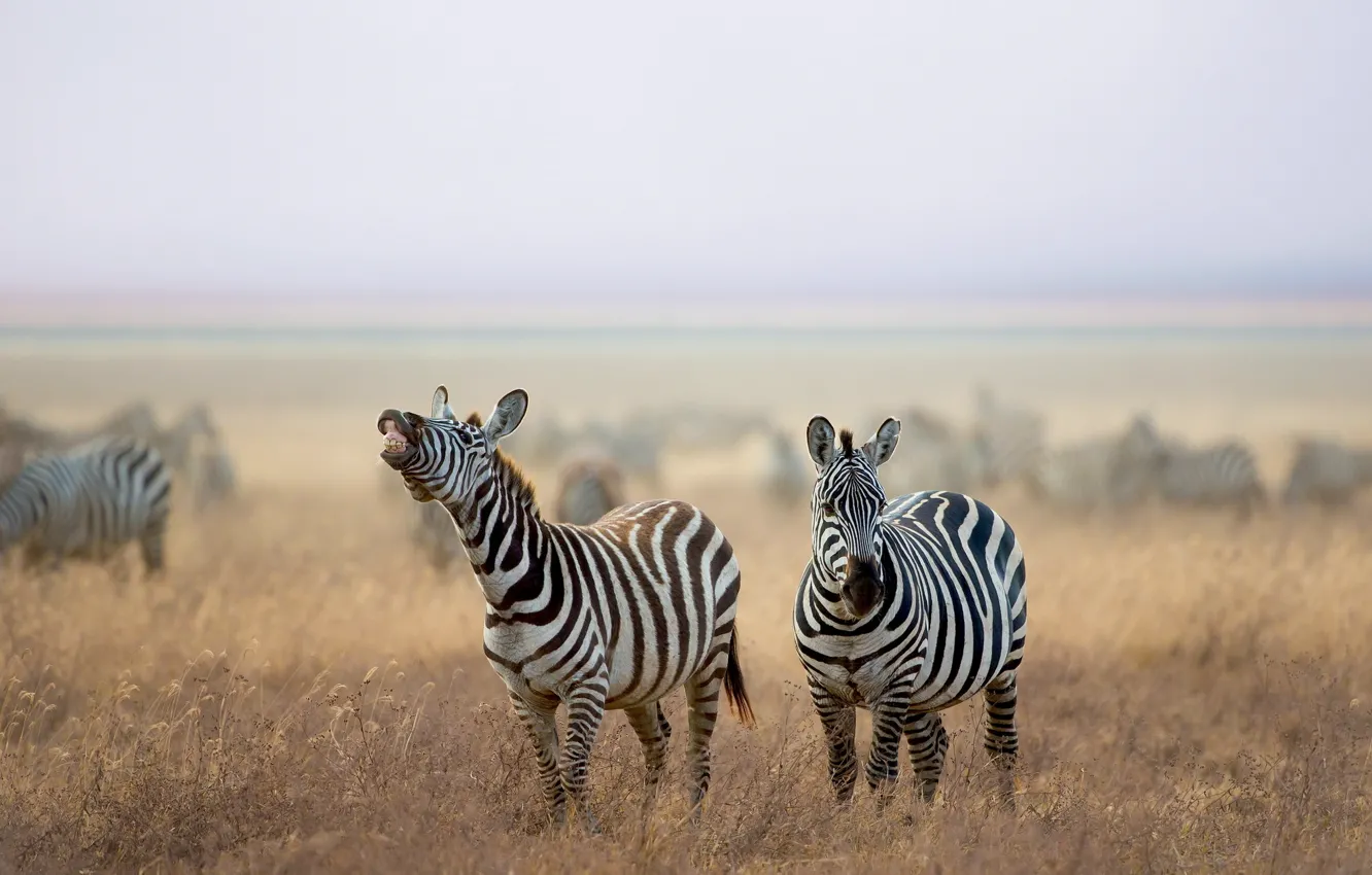 Photo wallpaper nature, Savana, Zebra