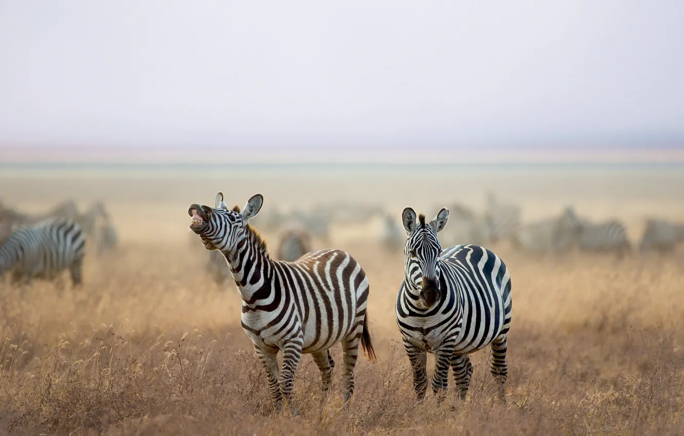 Photo wallpaper nature, Zebra, Sawan