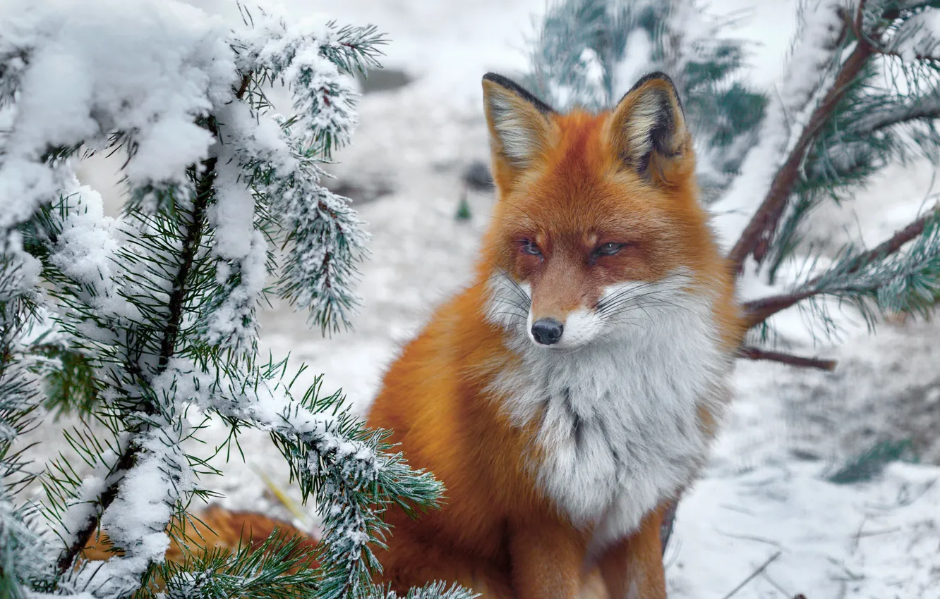 Photo wallpaper winter, snow, branches, nature, animal, Fox, needles, Fox