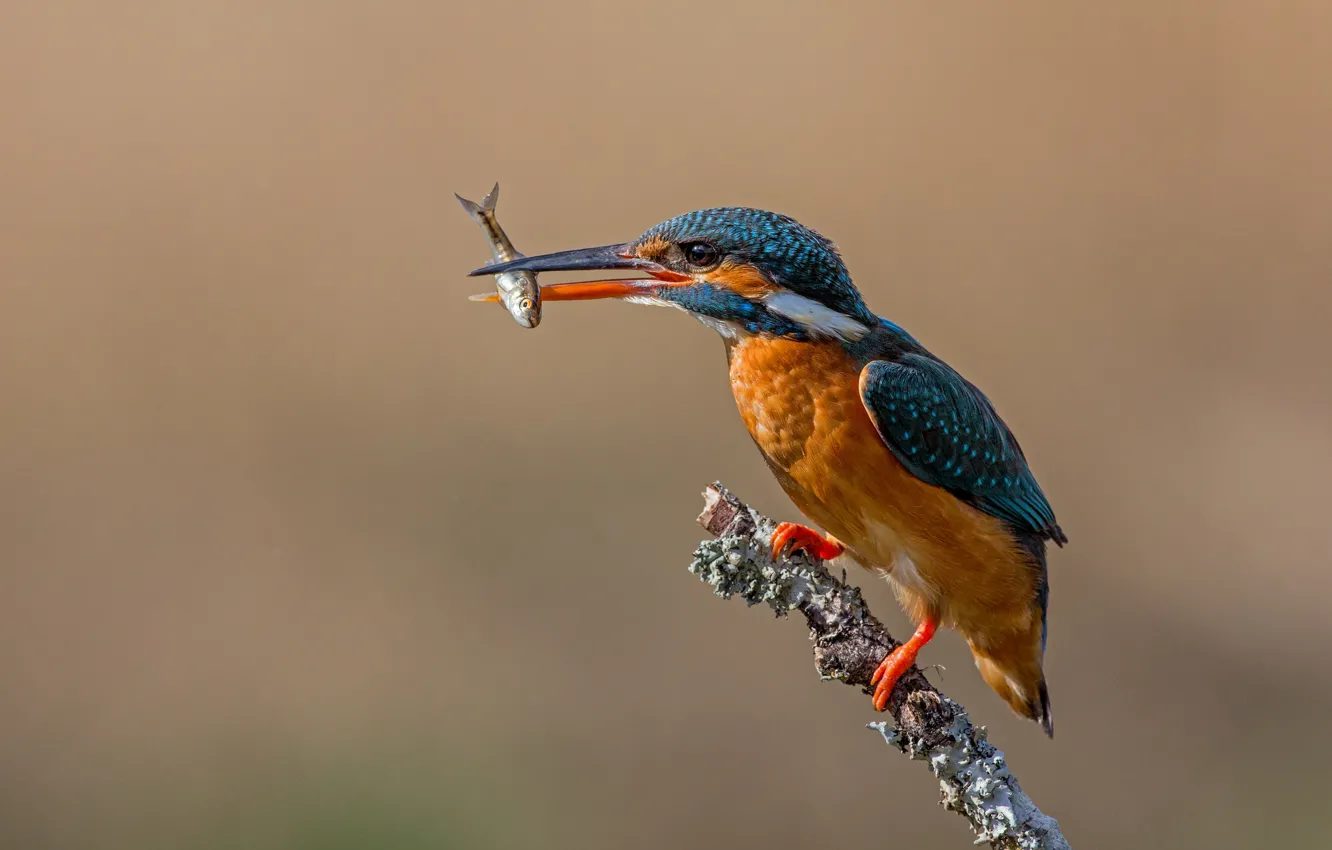 Photo wallpaper branches, Kingfisher, catch, angler