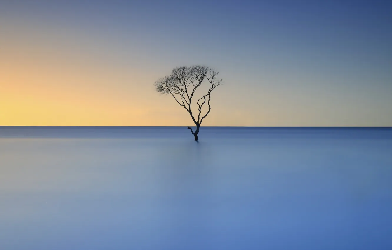 Photo wallpaper sea, landscape, sunset, tree