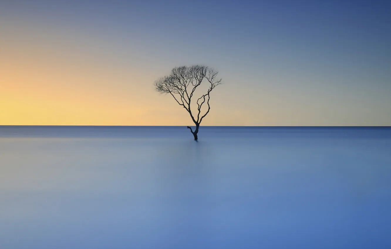Photo wallpaper sea, trees, landscape, sunset