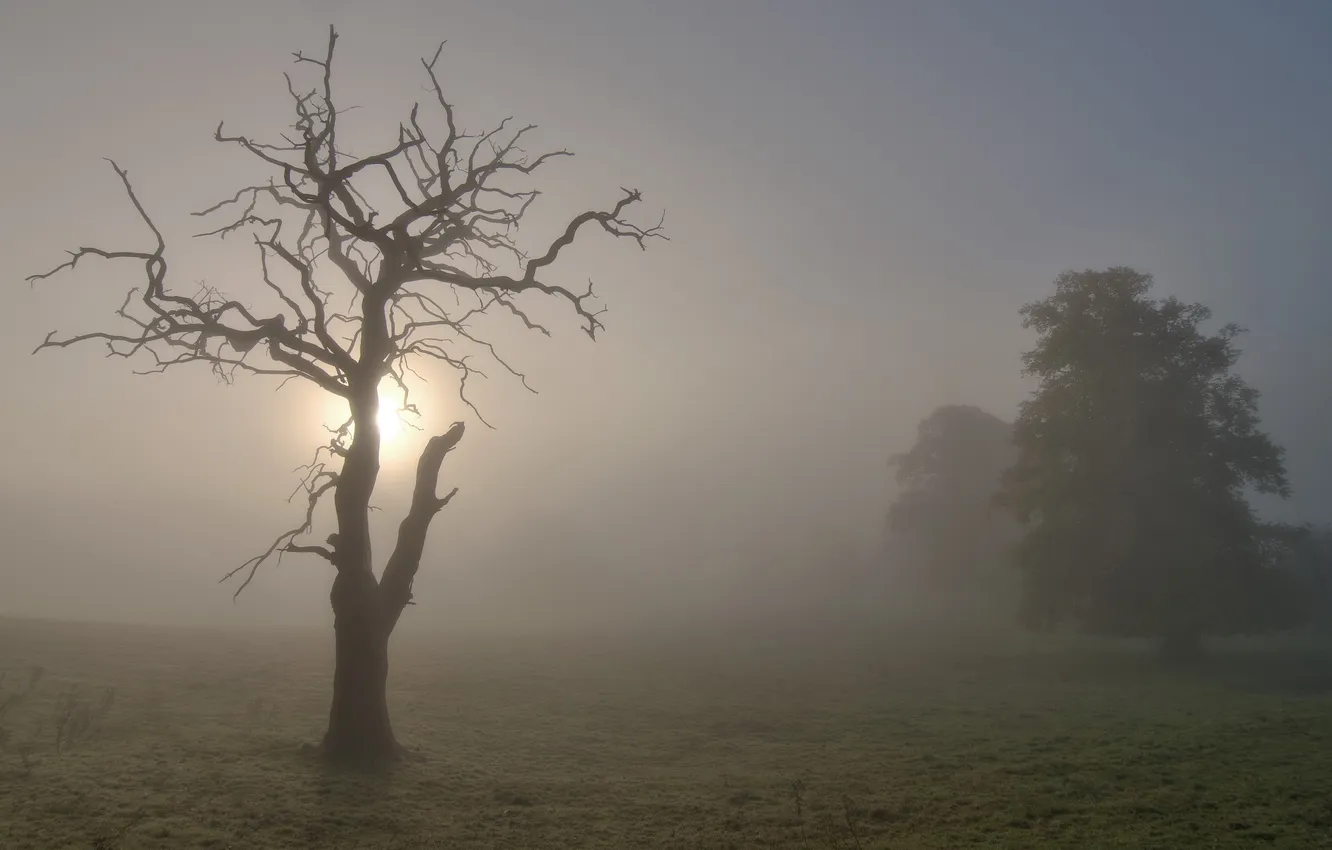 Photo wallpaper trees, landscape, fog, morning