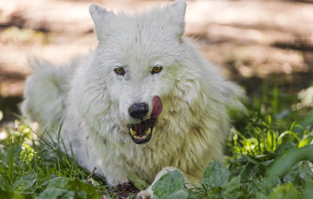 Photo wallpaper language, white, grass, wolf, ©Tambako The Jaguar