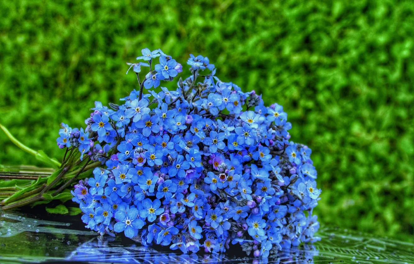 Photo wallpaper greens, macro, bouquet, forget-me-nots
