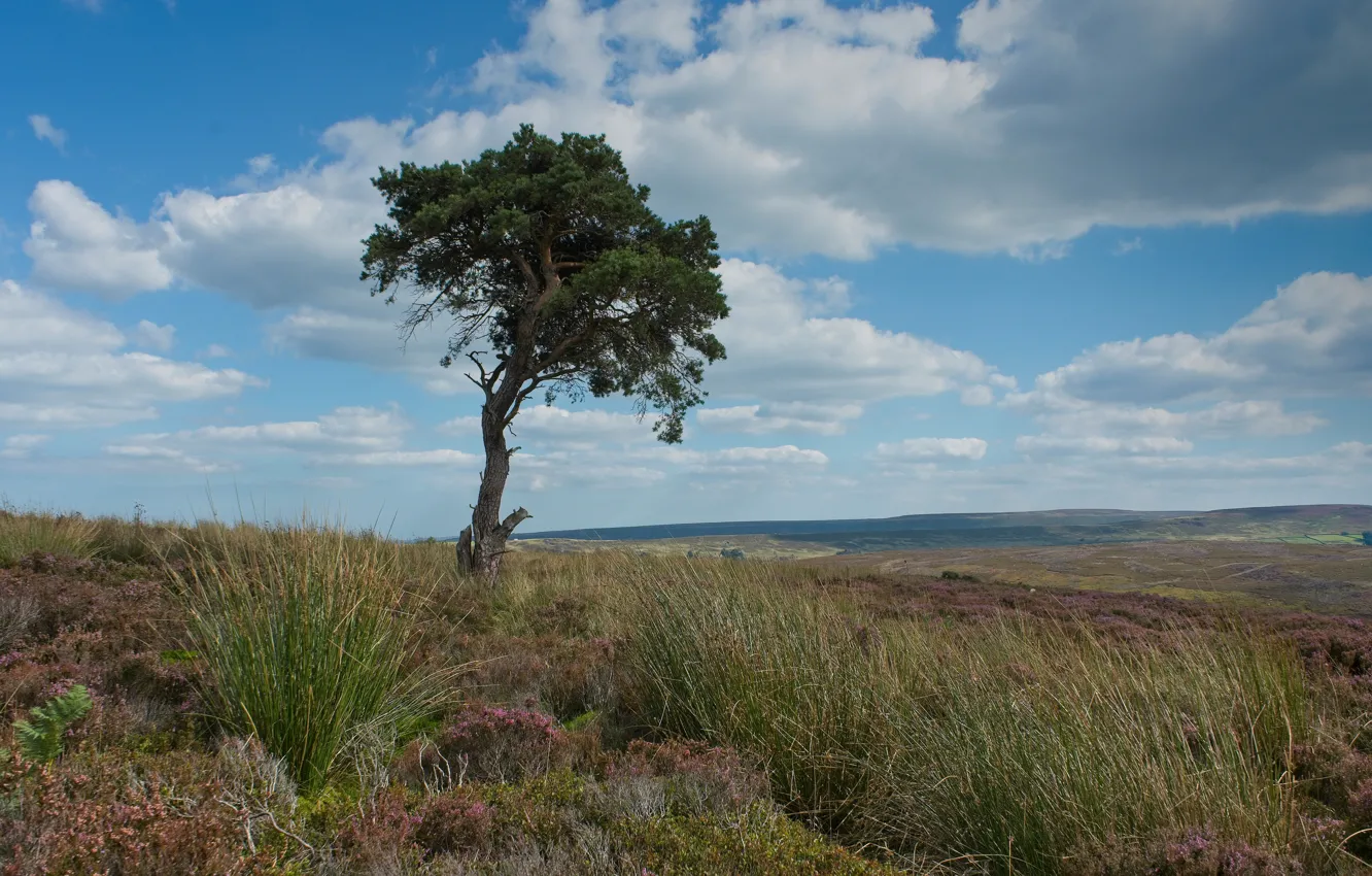 Photo wallpaper clouds, trees, landscape