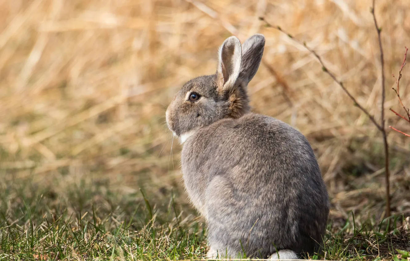 Photo wallpaper field, look, pose, grey, background, hare, baby, muzzle