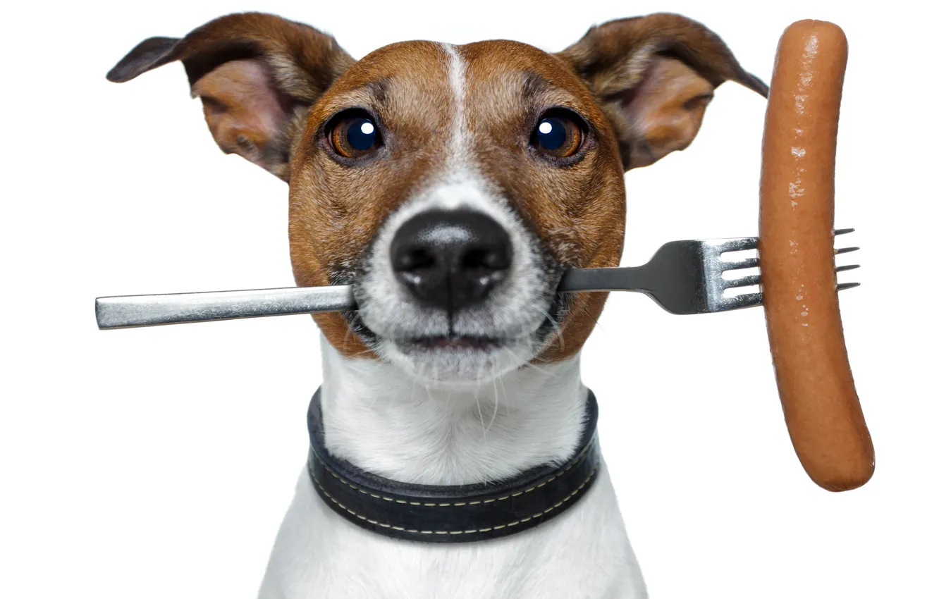 Photo wallpaper humor, white background, plug, sausage, Jack Russell Terrier