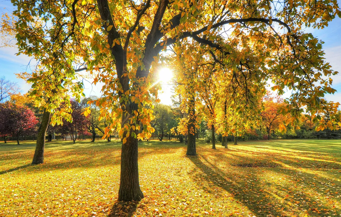 Photo wallpaper nature, autumn, sunbeams, garden trees