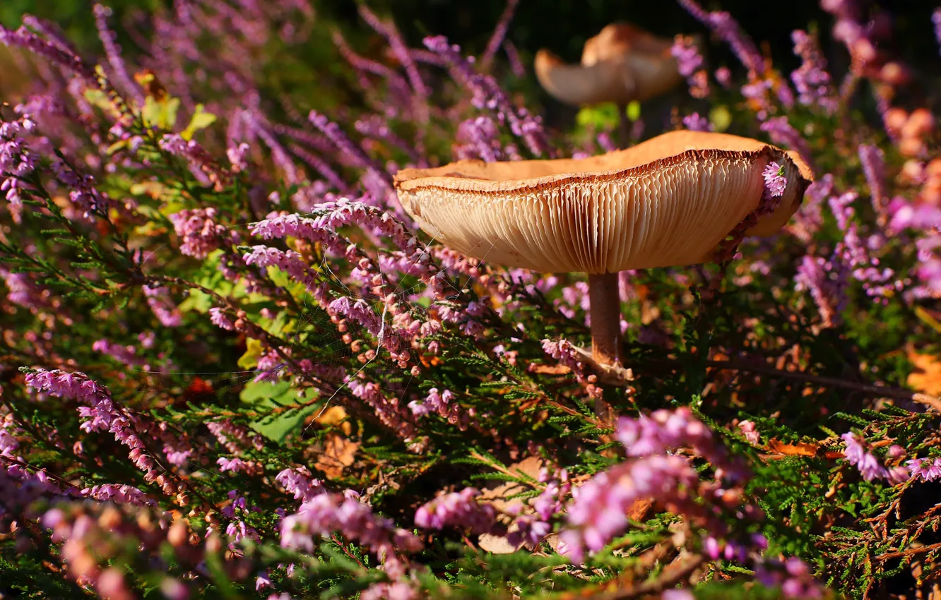 Photo wallpaper flowers, glade, mushroom, pink, Heather