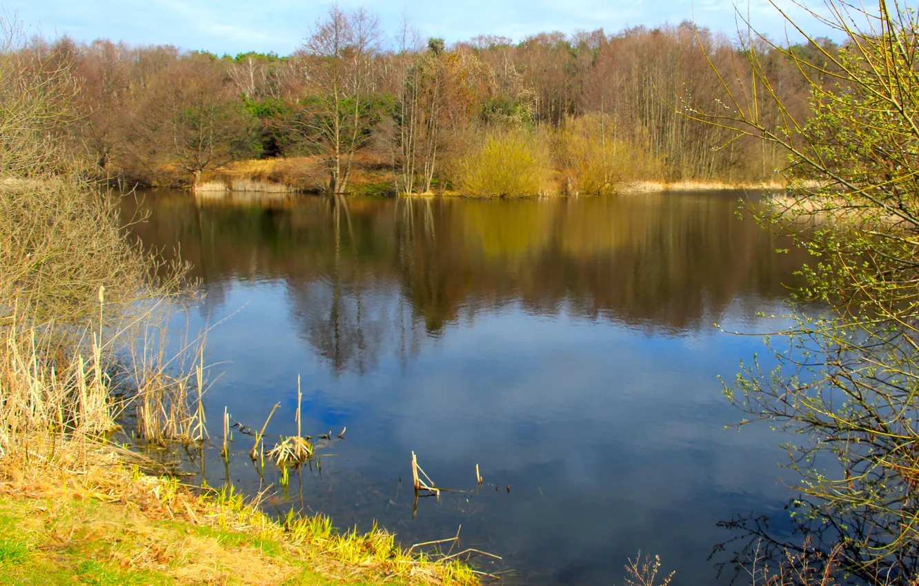 Photo wallpaper park, lake, pond