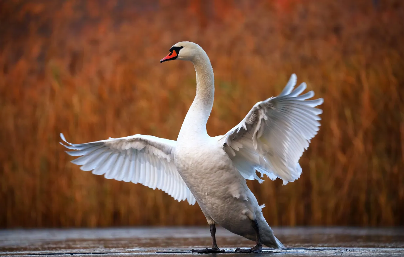 Photo wallpaper white, pose, bird, wings, swans, stroke