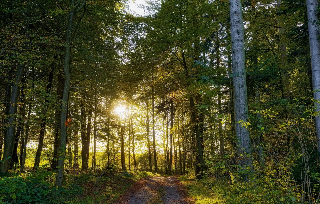 Photo wallpaper forest, summer, nature