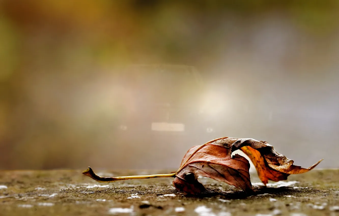 Photo wallpaper autumn, leaves, macro
