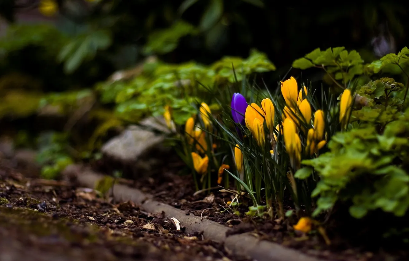 Photo wallpaper flowers, yellow, macro