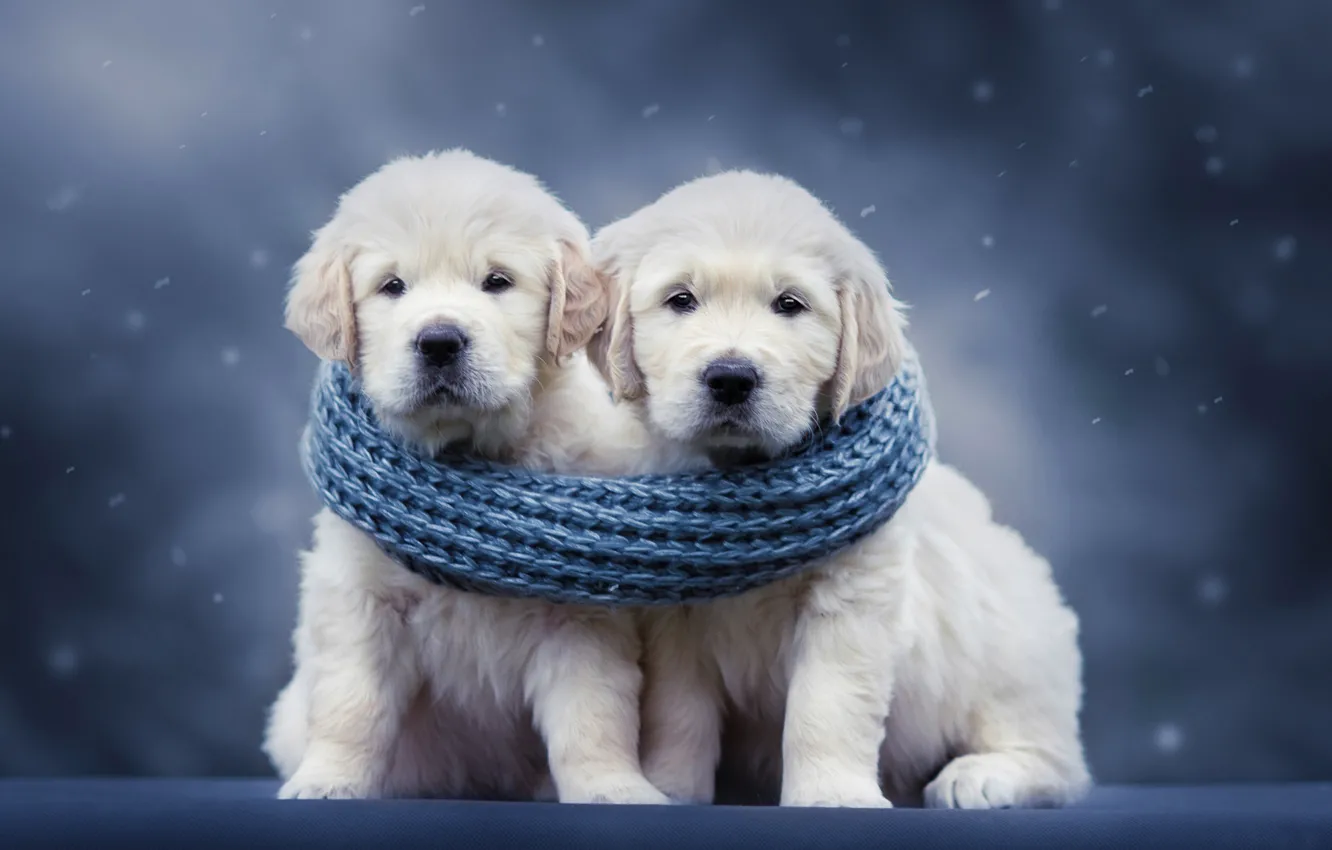 Photo wallpaper dogs, background, scarf, puppies, a couple, Golden Retriever, Golden Retriever, Natalia Lays