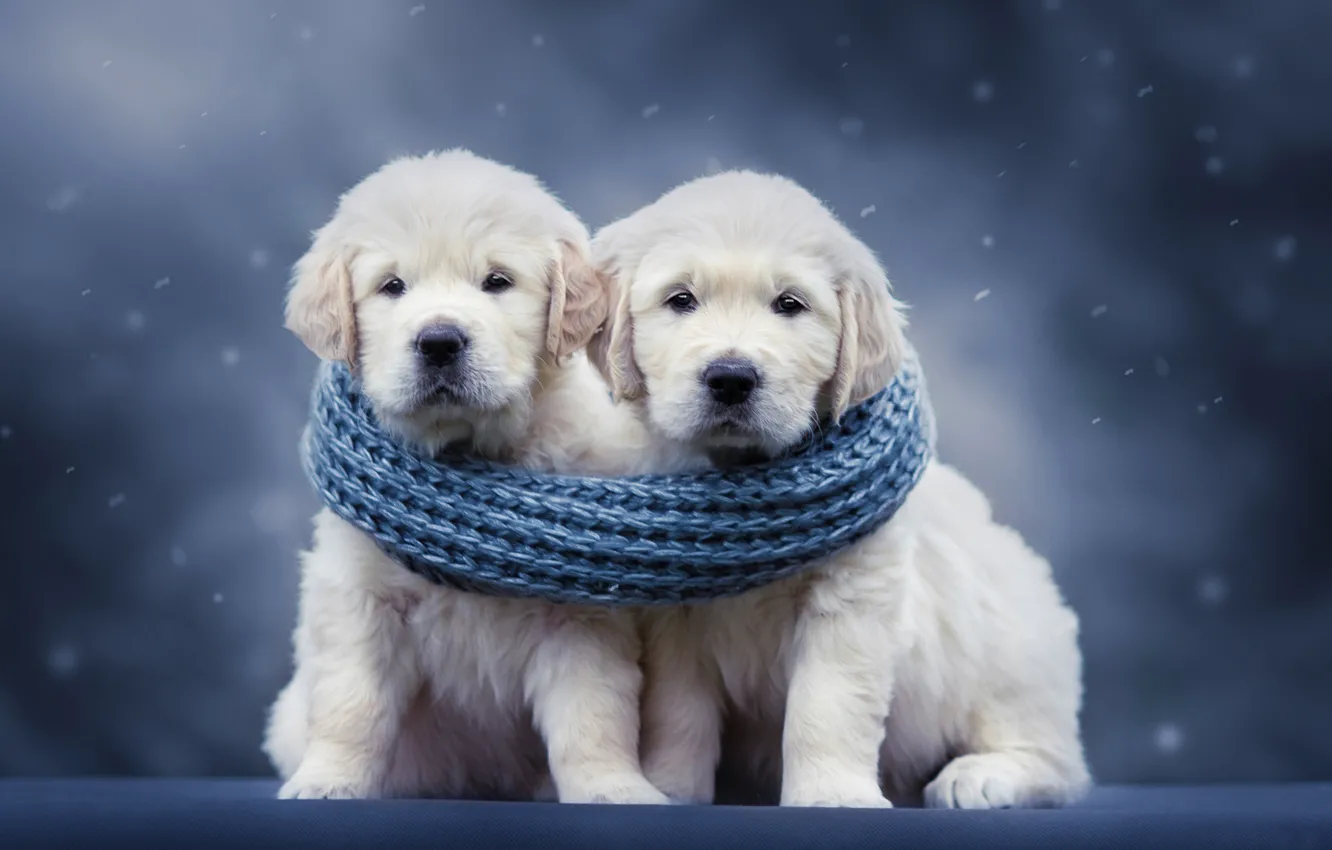 Photo wallpaper background, dog, scarf, puppy, a couple, Golden Retriever, Golden Retriever, Natalia Lays
