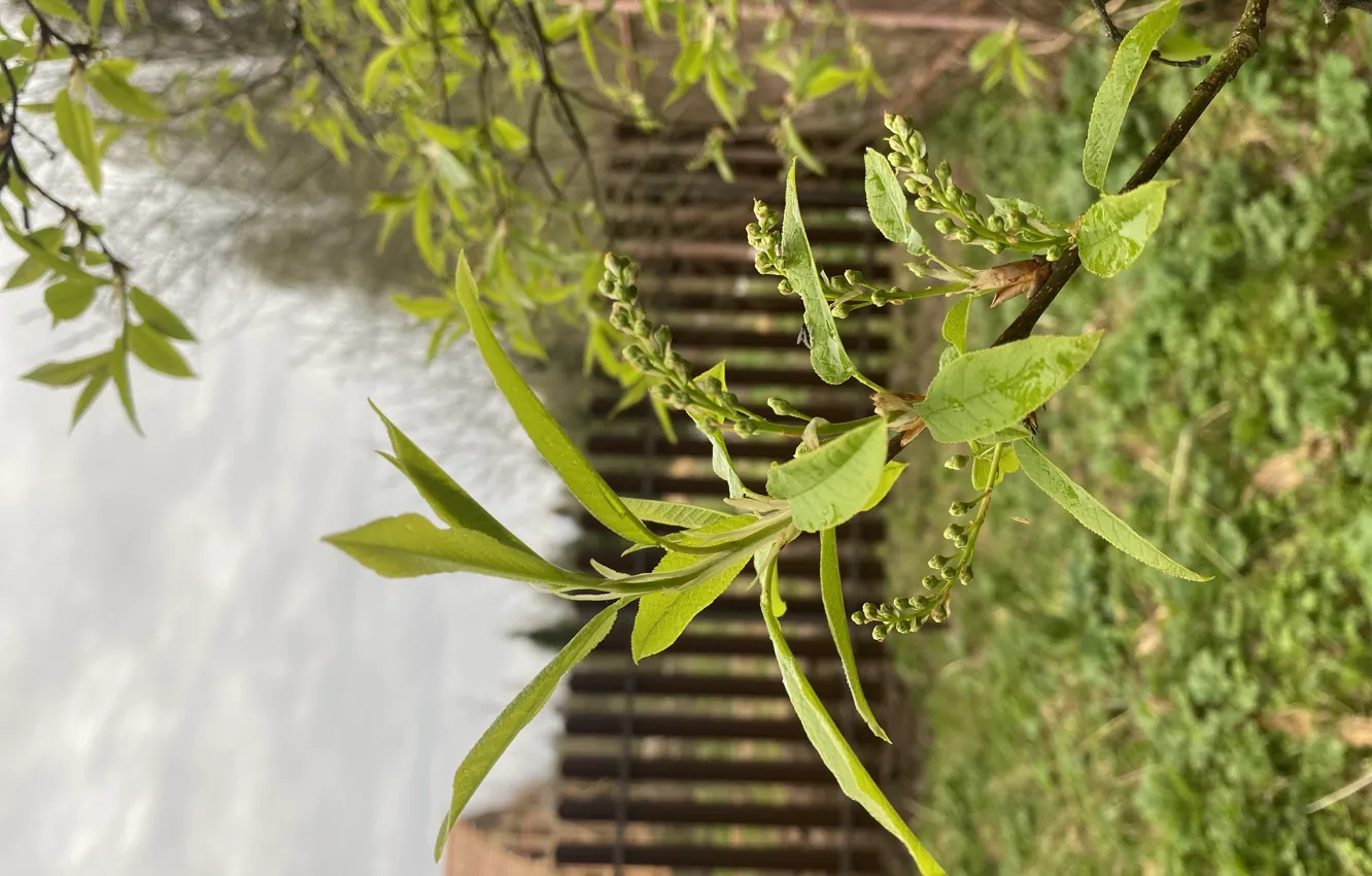 Photo wallpaper beautiful, weather, full-time